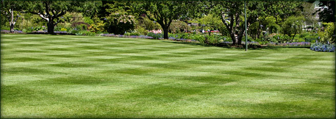 Turfgrass Installation Landscaping Irrigation San Antonio Slide Show Image